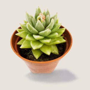 Echeveria Agavoide