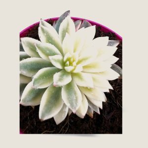 ECHEVERIA ESMERALDA VARIEGADA