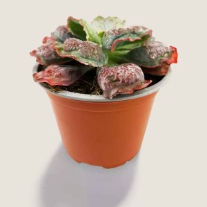 Echeveria Linguas