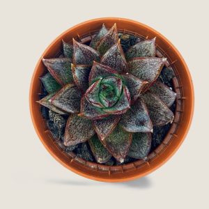 Echeveria Purpusorum