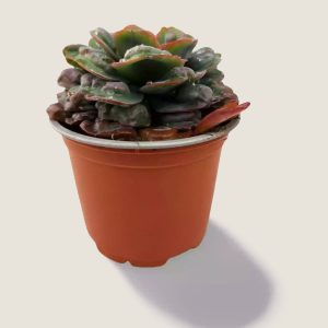 Echeveria Raindrops