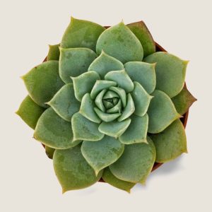 ECHEVERIA SECUNDA GLAUCA
