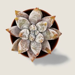 Echeveria Tolimanensis