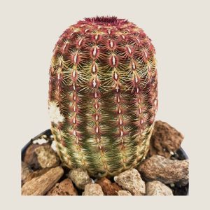 Echinocereus rigidissimus rubispinus