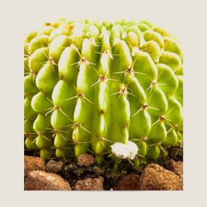 Echinopsis oxygona