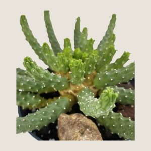 Euphorbia inermis