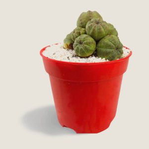 Euphorbia obesa