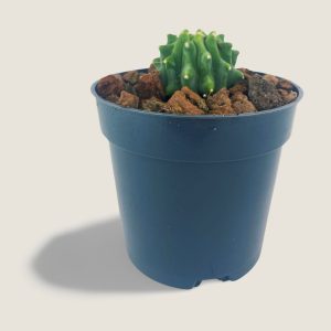 Ferocactus glaucescens