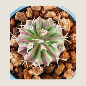 Ferocactus Latispinus