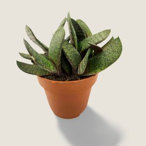 Gasteria Verrucosa