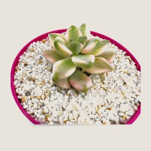 GRAPTOVERIA VICTOR KANE