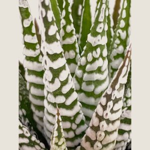 Haworthiopsis fasciata