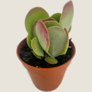 Kalanchoe luciae