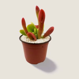 Kalanchoe Oricula