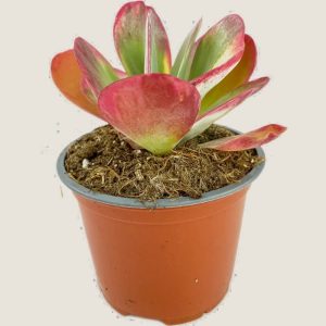 Kalanchoe tetraphylla