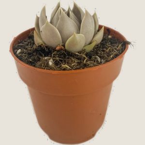 Lenophyllum texanum