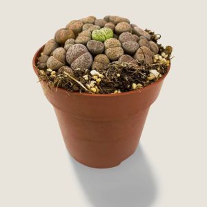 Lithops Variedad