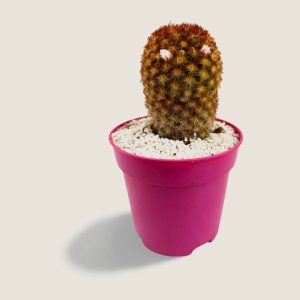 Mammillaria carmenae var. rubrispina