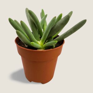 Marlothistella Uniondalensis