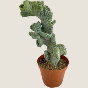 Myrtillocactus geometrizans