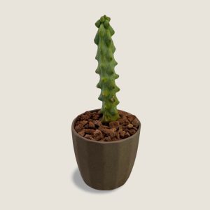 Myrtillocactus geometrizans Fukurokuriuzimboku