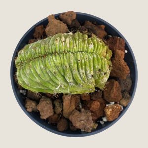 Polaskia chichipe cristat