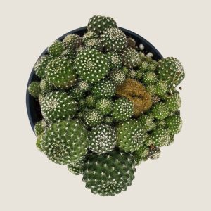 Rebutia Albiflora