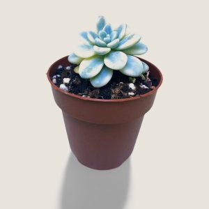 Sedum clavatum variegata