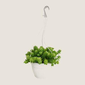Sedum morganianum