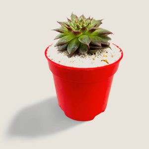 Sempervivum calcareum