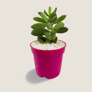 Senecio crassissimus