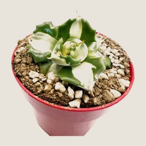 Agave Shoji-raijin Variegated