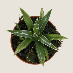 Agave victoriae