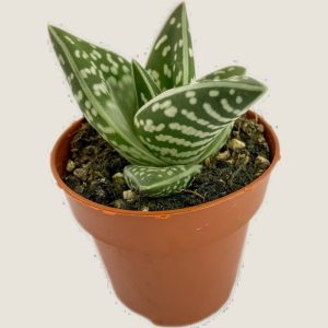 Aloe variegata