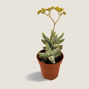 Crassula Cornuta