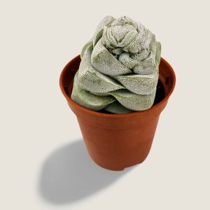 Crassula deceptor
