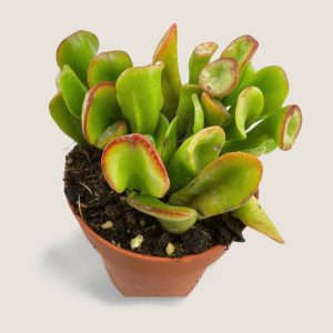 Crassula Ovata Gollum