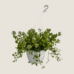 Crassula
