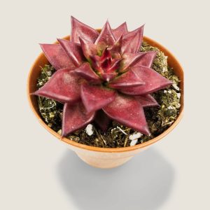 Echeveria agavoide romeo