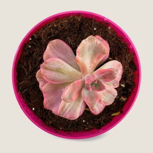 Echeveria Angel Wings