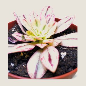 Echeveria hanaikada variegata