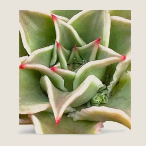 ECHEVERIA MADIBA