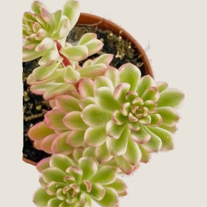 Echeveria minibelle