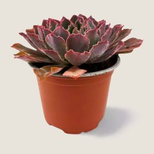 Echeveria Neon Breakers