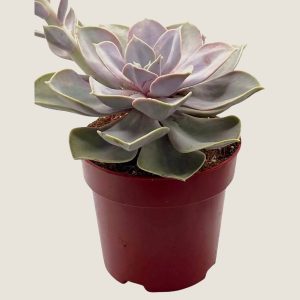 Echeveria 'Perle von Nürnberg'