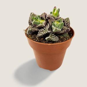 Faucaria Tuberculosa