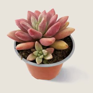 Graptoveria pink donna