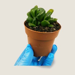 Haworthia truncata