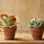 Kalanchoe luciae vs Kalanchoe tetraphylla: como distinguirlas de verdad