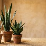 Sansevieria: lo que nadie te cuenta en los guias habituales